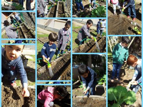 Todas as salas de pré-escolar (120 crianças) tem oportunidade semanalmente para irem cuidar do seu canteiro. Arregaçam as mangas e tiram as ervas daninhas, plantam, colocam o húmus do compostôr na terra, regam e colhem.